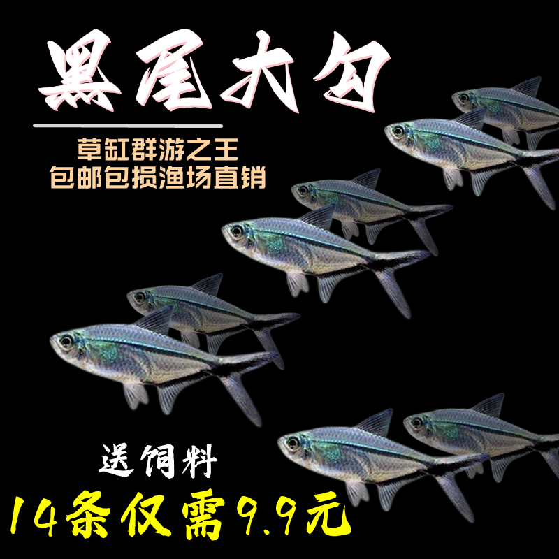 黑尾大勾黑尾热带鱼观赏鱼草缸群游鱼灯鱼小型鱼活体鱼包活喂食