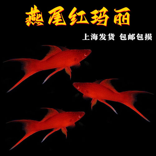 燕尾双剑鱼燕尾红箭鱼红剑红玛丽