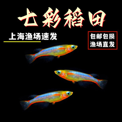 七彩稻田鱼淡水鱼小型热带鱼