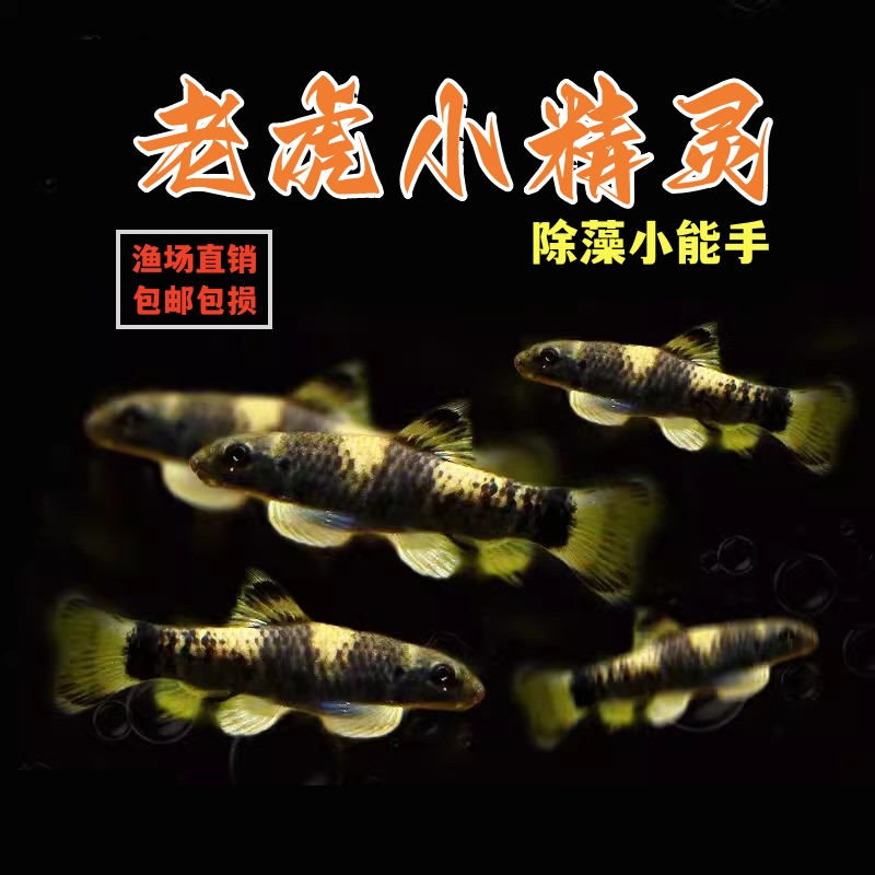 老虎小精灵鱼虎纹精灵鱼耐寒淡水进口原生除藻除青苔工具鱼活体鱼