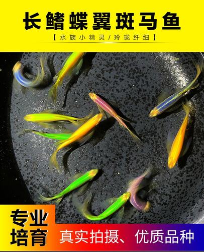 长尾长鳍斑马鱼蝶翼斑马鱼