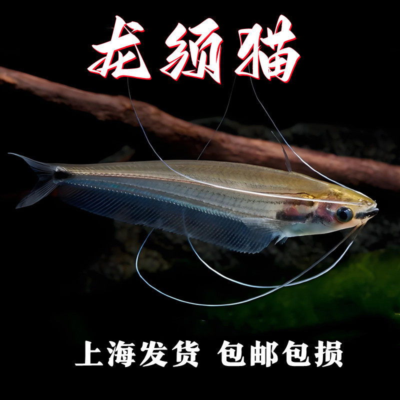 龙须猫鱼泰国进口透明玻璃四须猫海象群游热带淡水观赏鱼草缸活体