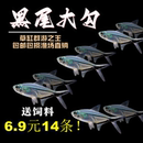 黑尾大勾黑尾热带鱼观赏鱼草缸群游鱼灯鱼小型鱼活体鱼包活喂食