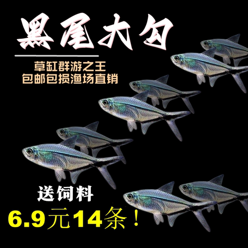 黑尾大勾旗热带鱼草缸群游鱼鱼包