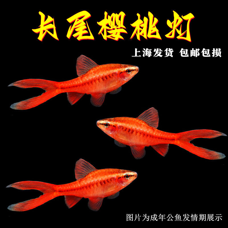 长尾樱桃灯红玫瑰鱼草缸精灵小型鱼热带鱼观赏鱼淡水好养活体包邮