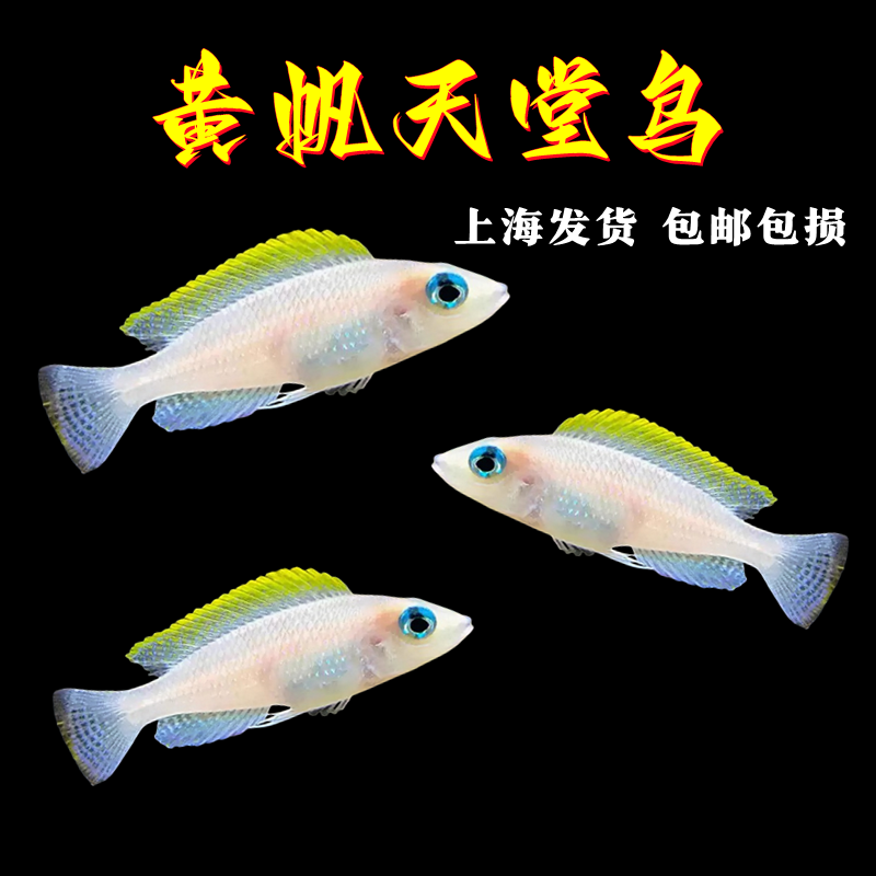 黄帆天堂鸟三湖慈鲷热带观赏鱼棋盘凤凰黄帆卷贝类活体坦鲷小型鱼