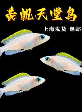 黄帆天堂鸟三湖慈鲷热带鱼观赏鱼