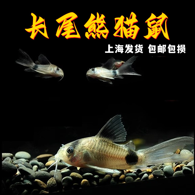 长尾熊猫鼠鱼清洁工具鱼大帆熊猫鼠异型鱼清道夫清缸底除藻底栖鱼