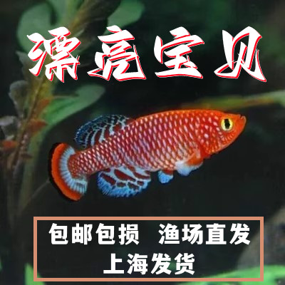 漂亮宝贝鳉漂亮的宝贝鱼贡氏圆尾鳉科鱼热带观赏鱼淡水小型鱼活体 宠物/宠物食品及用品 鱼 原图主图