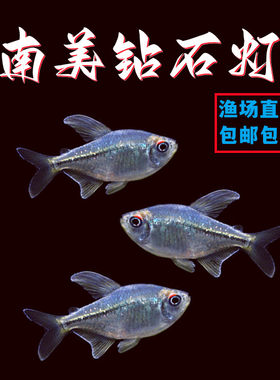 南美钻石灯鱼小型热带鱼淡水鱼