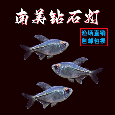 南美钻石灯鱼小型热带鱼淡水鱼