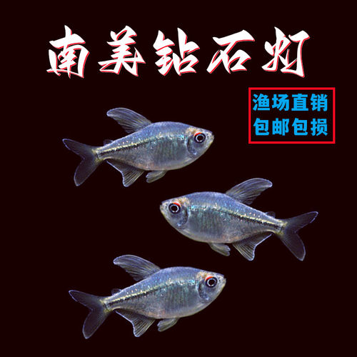 南美钻石灯鱼小型热带鱼淡水鱼