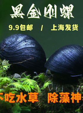 黑金刚螺不吃水草缸清洁淡水除藻工具螺热带观赏活体清洁宠物蜗牛
