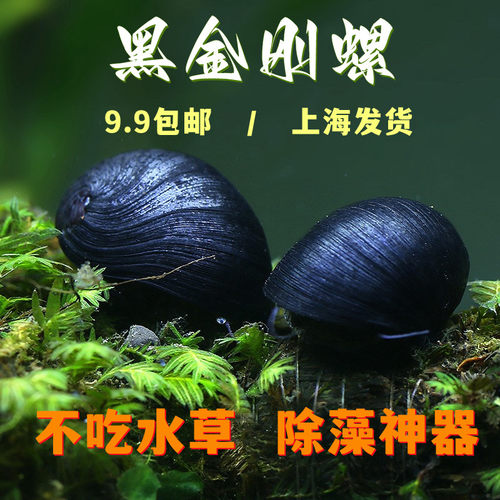 黑金刚螺除藻工具螺不吃水草蜗牛