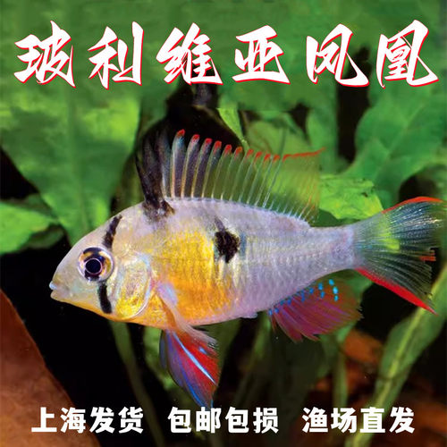 玻利维亚凤凰热带淡水鱼草缸短鲷