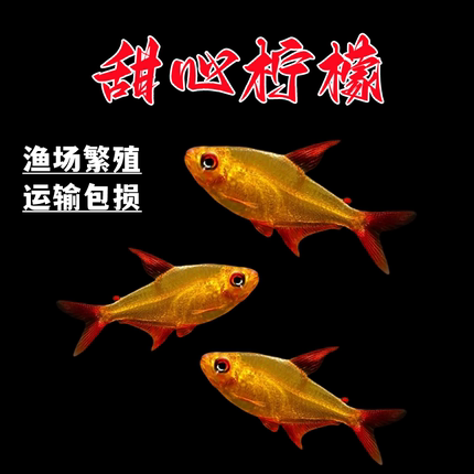 甜心柠檬鱼南美热带鱼高端灯鱼热带鱼群游草缸鱼稀有小型鱼活体鱼