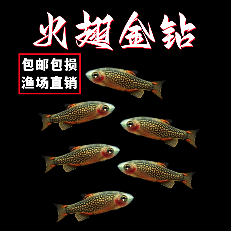 火翅金钻鱼银河斑马鱼小型热带观赏鱼火炽金钻鱼红翅珍珠活体群游