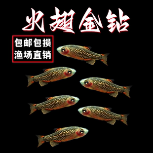 火翅金钻鱼银河斑马鱼小型热带观赏鱼火炽金钻鱼红翅珍珠活体群游