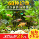 红绿灯小型灯科鱼热带观赏鱼淡水宝莲灯鱼活体鱼孔雀鱼群游鱼 包邮