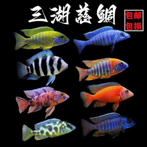 马鲷非洲王子小型淡水观赏鱼包邮