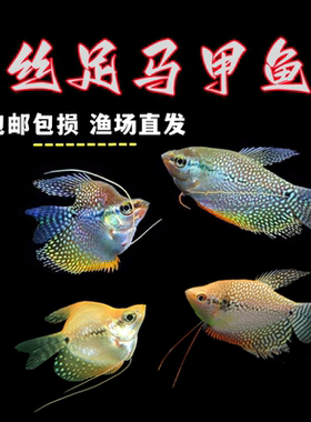 珍珠马甲鱼热带淡水鱼黄金马甲鱼