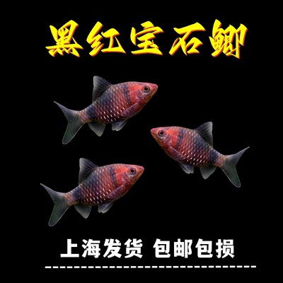 红黑宝石鲫热带淡水鱼黑红宝石鲫