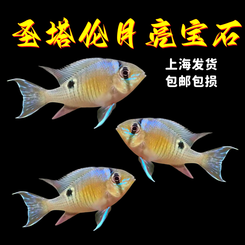 圣塔伦黄腹月亮宝石南美慈鲷温顺易养原生食土鲷热带鱼观赏鱼活体