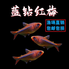 蓝钻红梅灯鱼活体高端热带鱼观赏鱼小型淡水南美稀有草缸宠物鱼