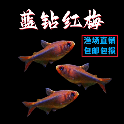 蓝钻红梅灯鱼活体高端热带鱼观赏鱼小型淡水南美稀有草缸宠物鱼
