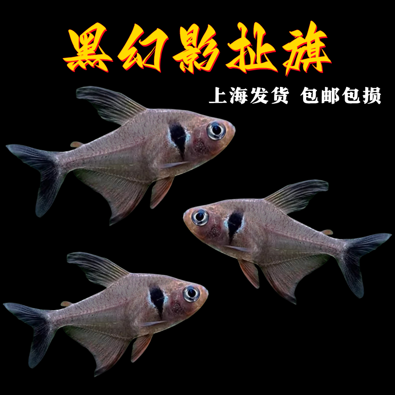 黑幻影扯旗淡水热带鱼南美灯科鱼