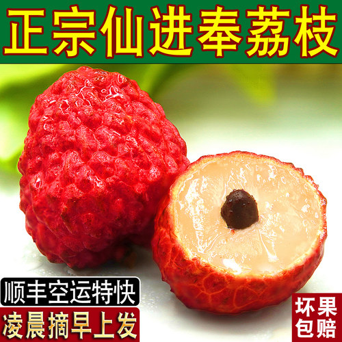 增城现发鲜活荔枝顺丰空运次日
