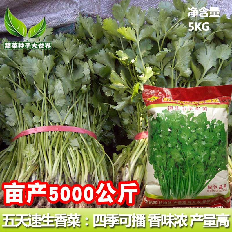 速生五天出苗香菜种子 叶菜芫荽种子 大田大棚高产香菜速生香菜籽