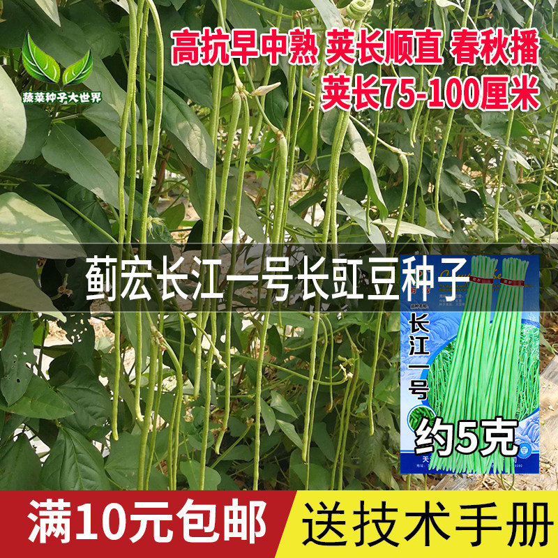 长江一号豇豆长豆角种子 肉厚嫩脆清香豆角籽架豆籽 蔬菜种子
