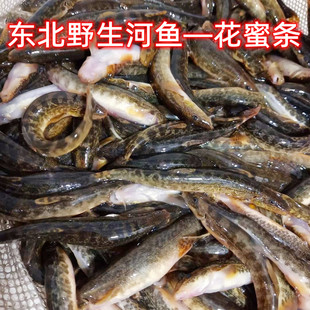 东北新鲜河鱼花蜜条 淡水鱼 开江鱼 花泥鳅鱼500克2斤包邮顺丰