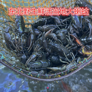 东北野生鲜活当地大蝲蛄2斤包邮顺丰