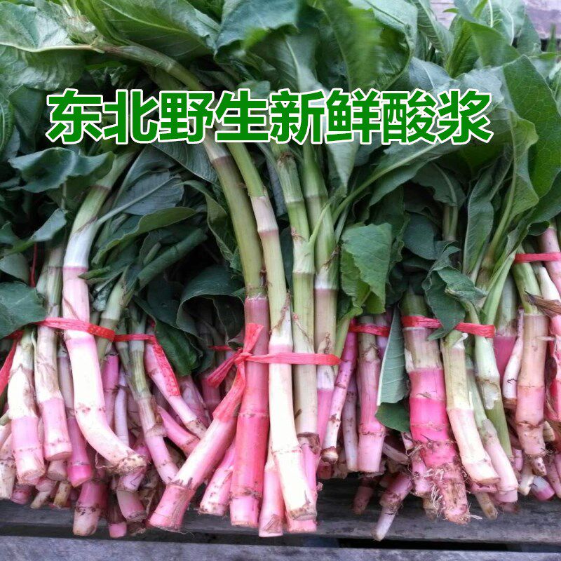 东北野生新鲜酸浆 酸溜溜山野菜4份包邮顺丰
