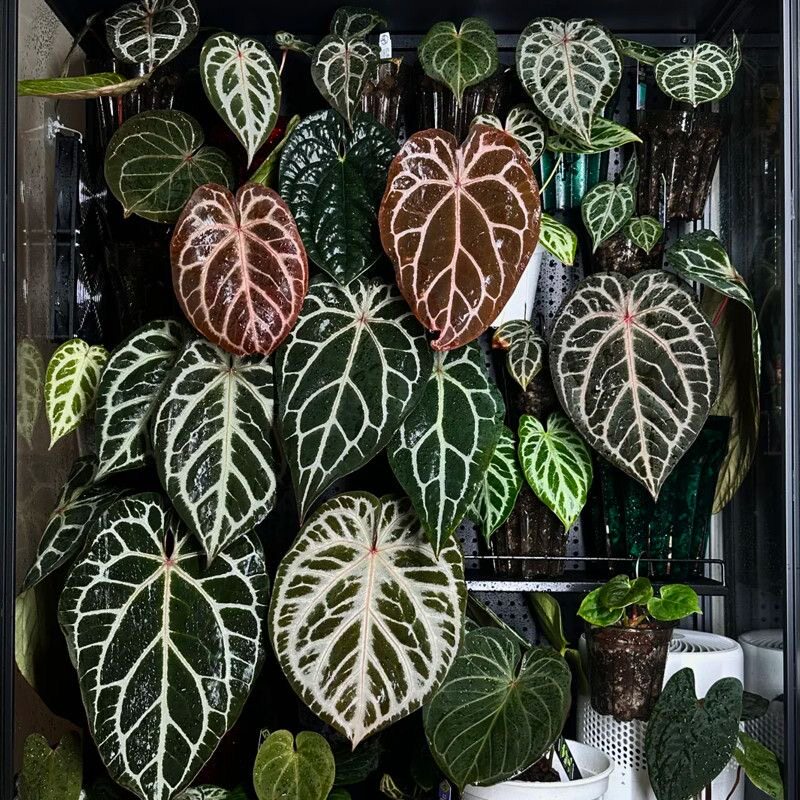 龟甲水晶花烛  四季常观叶绿植四季常青桌面盆栽