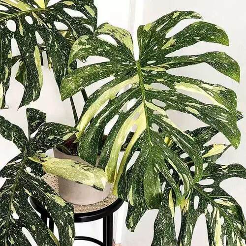 网红洒金龟背竹白龟白锦水培绿植盆栽室内阳台观叶耐活ins植物