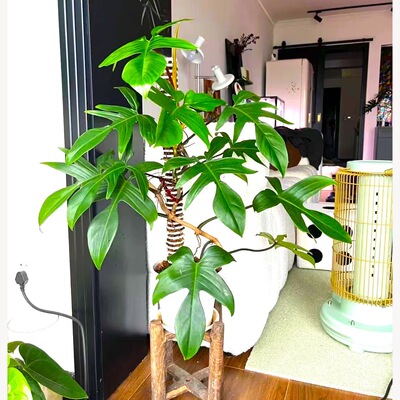 飞机蔓绿绒佛罗里达多年生绿植网红爬藤植物新手室内耐阴好养花卉