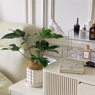 印第安羽毛蔓绿绒室内客厅好养耐阴大型绿植花卉净化空气稀有盆栽