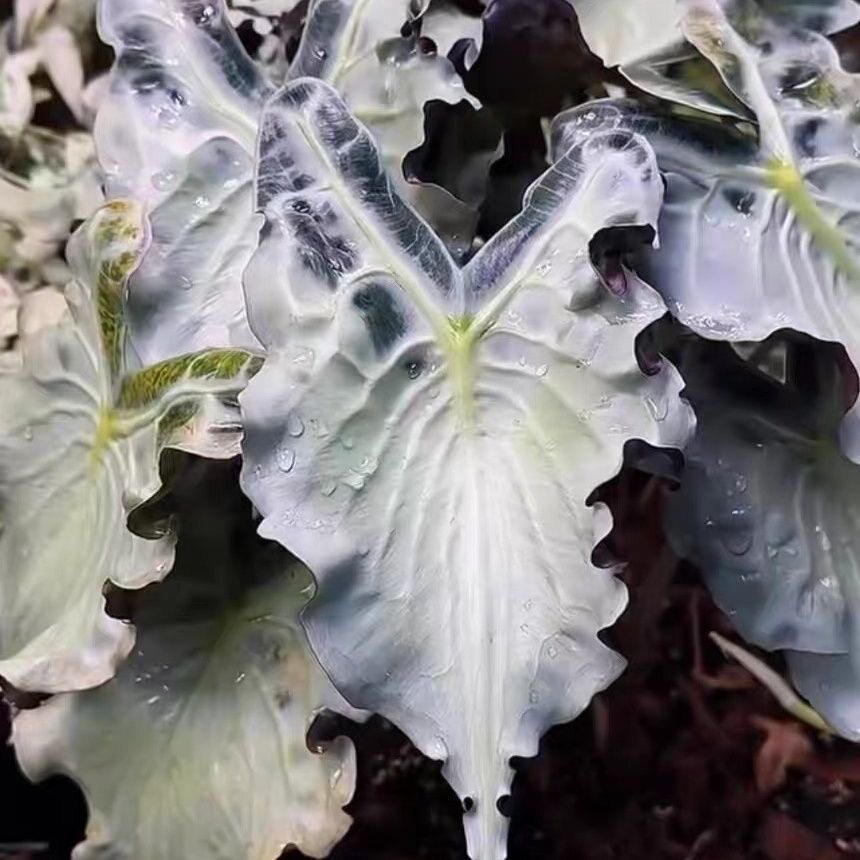 毒液海芋天南星科暗黑色系风小众热带雨林植物四季常青桌面盆栽