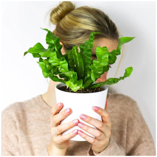 火焰鸟巢蕨室内净化空气经济实惠