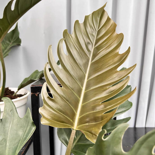 【冥王星蔓绿绒】室内观叶大型植物