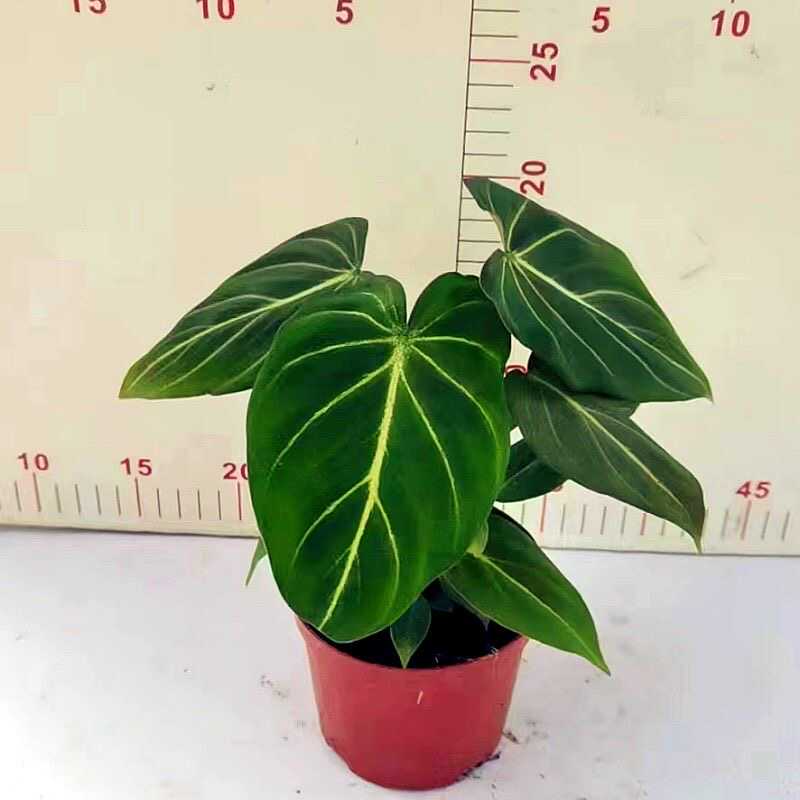 明脉蔓绿绒/雨林ins风网红进口绿植盆栽室内阳台观叶植物家庭高档