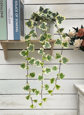 雪莹常春藤进口稀有爬藤观叶植物室内绿植净化空气雪萤含盆带土发
