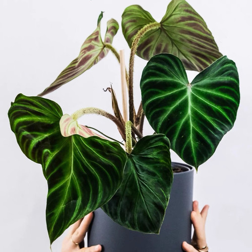 荷兰荧光蔓绿绒爬藤室内观叶绿植热带四季常绿北欧风网红盆栽