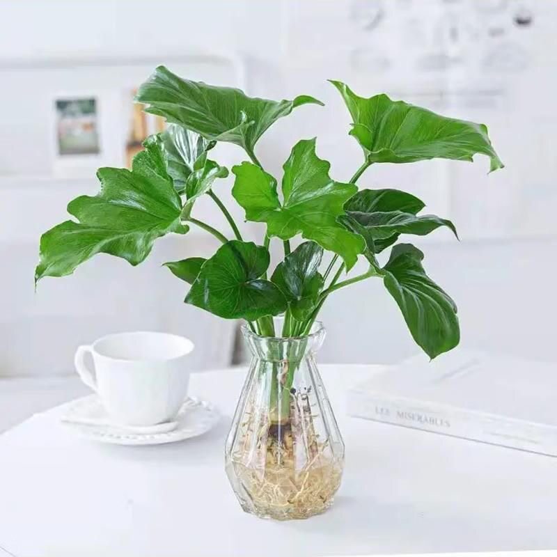 春羽水培植物盆栽室内绿植小天使花卉客厅净化空气四季常青好养