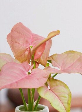 粉色恋人合果芋盆栽室内桌面新奇绿植物彩叶芋水培佳人高级好养
