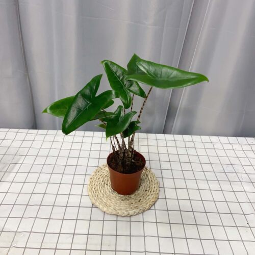 斑马虎斑海芋新奇室内庭院稀有热带绿植观叶植物盆栽网红ins风