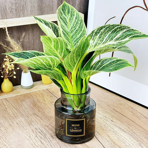 蔓绿绒铂金钻盆栽桌面耐阴网红ins 北欧风美观大方易养易活